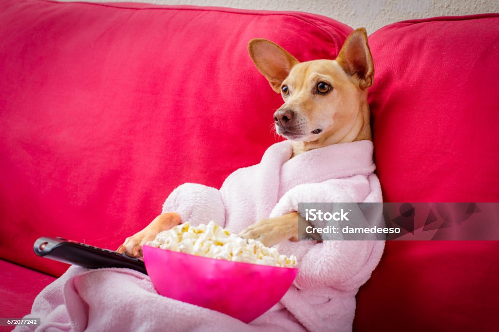 perro viendo la televisión en el sofá - Foto de stock de Perro libre de derechos