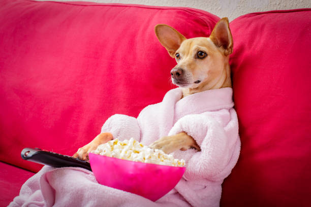 chien regardant la télévision sur le canapé - zapping photos et images de collection