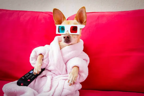 Photo of dog watching tv on the couch