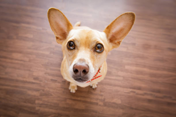 dog    waits for owner chihuahua dog waiting and looking up for owner to play  and go for a walk   , isolated on floor background pleading stock pictures, royalty-free photos & images