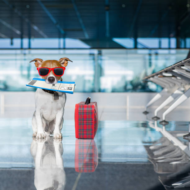 istock dog in airport terminal on vacation 672077564