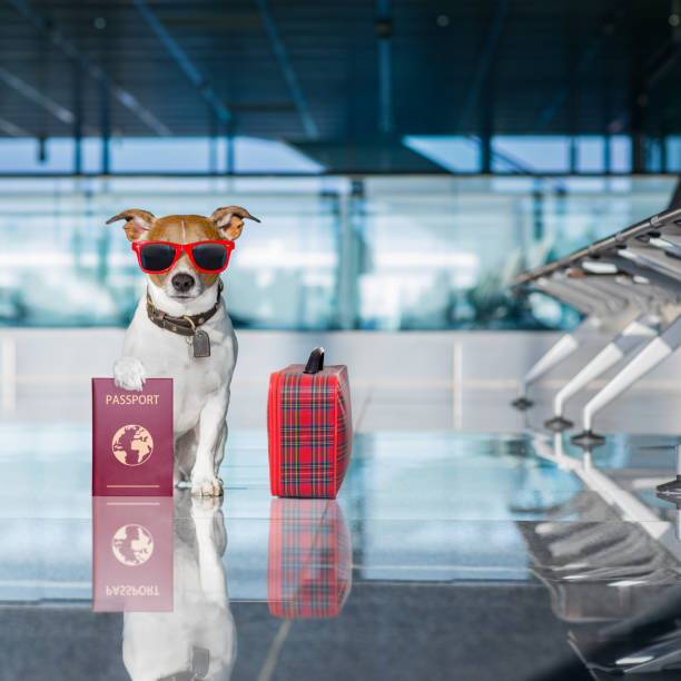 istock dog in airport terminal on vacation 672077592