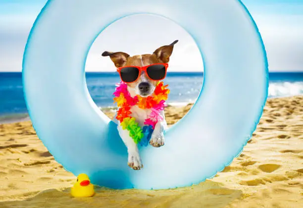 Photo of dog at the beach and ocean with air mattress