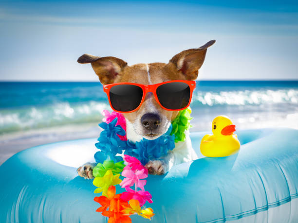 dog at the beach and ocean with air mattress - floating rib imagens e fotografias de stock