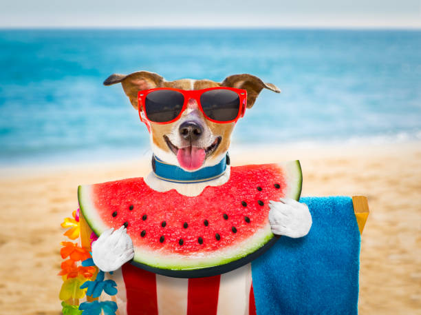 istock dog on  hammock or beach chair 672077822