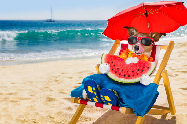 jack russel dog resting and relaxing on a hammock or beach chair under umbrella at the beach ocean shore, on summer vacation holidays eating a watermelon