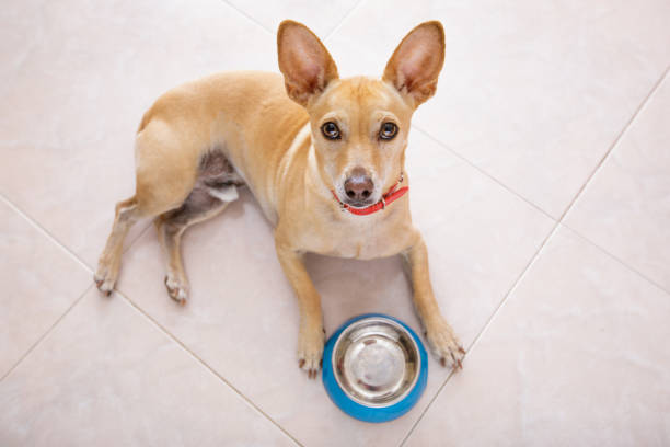 istock hungry dog with food bowl 672077896