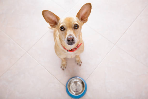 istock hungry dog with food bowl 672077952