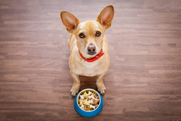 istock hungry dog with food bowl 672078142