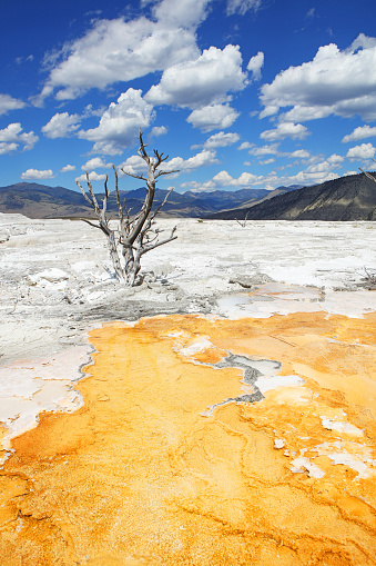 Canary Spring at Mammoth Hot Springs in Yellowstone NP. Vertical image with vibrant colors of the spring with a single tree in the surreal landscape