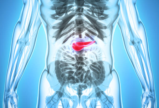 istock 3D illustration of Pancreas - part of digestive system. 672081388