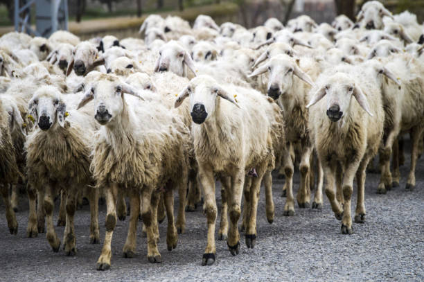 istock sheep's, dozens of sheep passing by, sheep returning home, sheep's arm. 672089974