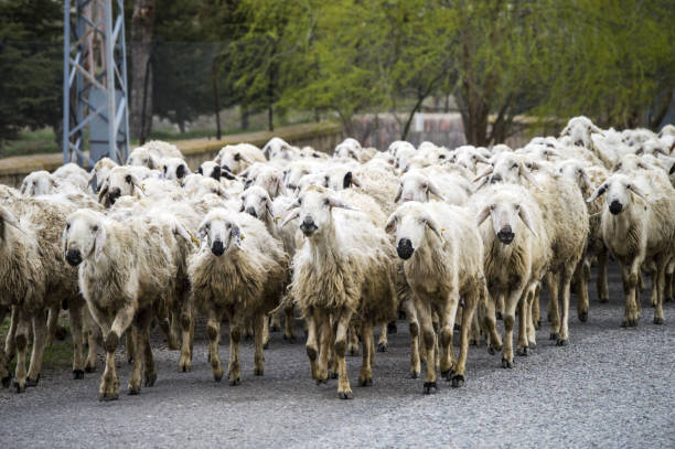 istock sheep's, dozens of sheep passing by, sheep returning home, sheep's arm. 672089982