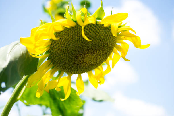 yellow sunflower blossom with green stem petals and variegated seeds