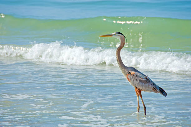 istock gray heron in ocean surf 672090528