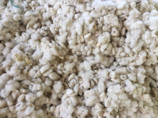 istock Uncleaned Cotton Harvest from Farm 672093700