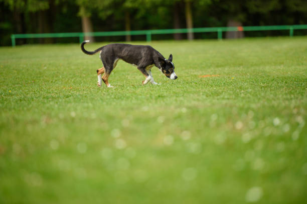 istock Beautiful dog in the park smelling grass 672094196
