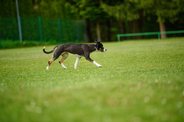 istock Beautiful dog in the park 672096382
