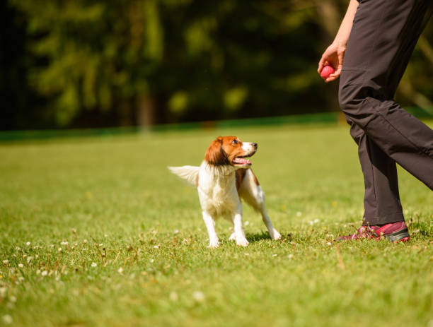 istock Dog waiting for the ball 672096672