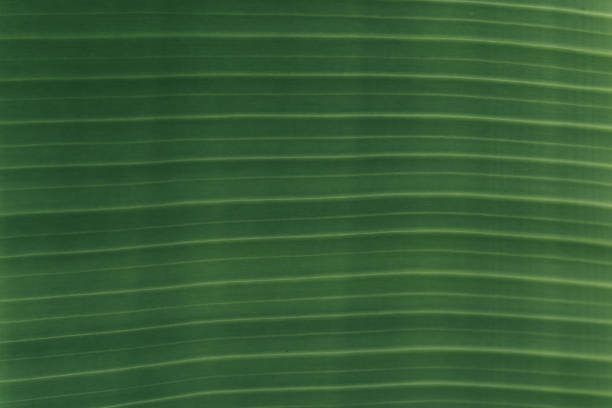 istock Closeup of banana leaf texture abstract background 672096908