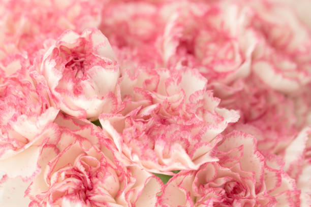 istock Pink Carnation Flowers Bouquet. soft filter. 672102902