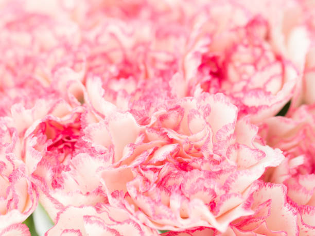 istock Pink Carnation Flowers Bouquet. soft filter. 672102996