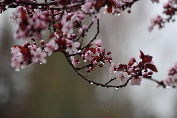 istock Plum blossoms on a rainy day 672103378