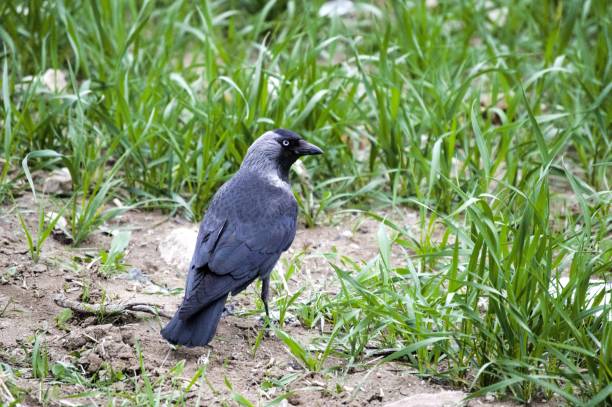 istock Crow, smart crow looking for bait, intelligent bird-type crow, cute black crow 672106004