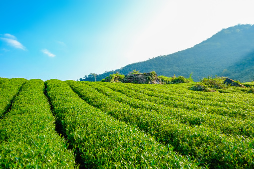 fresh organic tea bud & leaves plantation, the famous Oolong tea area in Alishan mountain with blue sky and sun, Taiwan