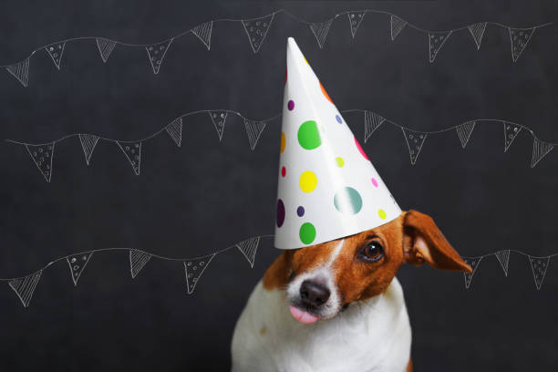 istock Funny jack russel stuck out his tongue. 672109170