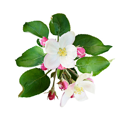 Apple tree flowers and buds isolated on white