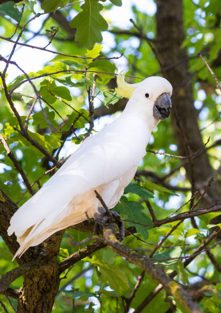 istock Sulphur-crested Cockatoo 672109876