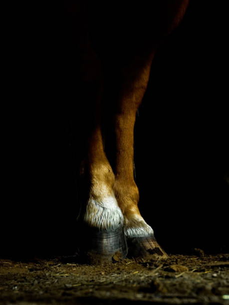 Icelandic horse resting in stable