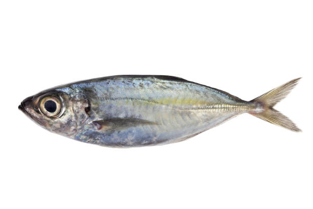 istock Selar crumenophthalmus ,Bigeye scad ,fish isolated on white background 672116280