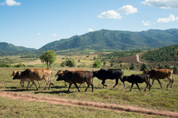the landscape near the town of Phonsavan in the province Xieng Khuang in north Lao in southeastasia.