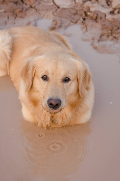 istock Fun golden retriever dog playing in the mud 672116810