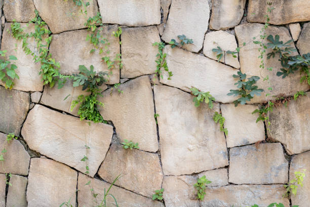 istock Stone wall, plant, stacked background and texture 672120060