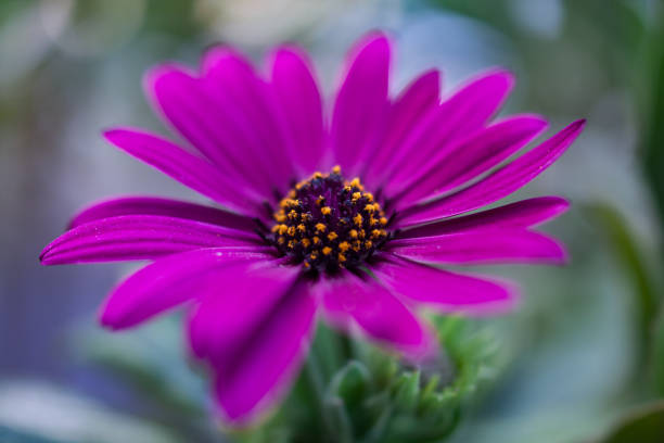 istock Close up of a Purple Osteospermum during Spring 672129710
