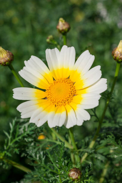 Close up of a White-Yellow Daisy Flower during Spring Located in Pani Hill overlooking the city of Athens, a field of Daisies (Glebionis segetum) bring blooming life in early Spring, a few hours before sunset. crown daisy stock pictures, royalty-free photos & images