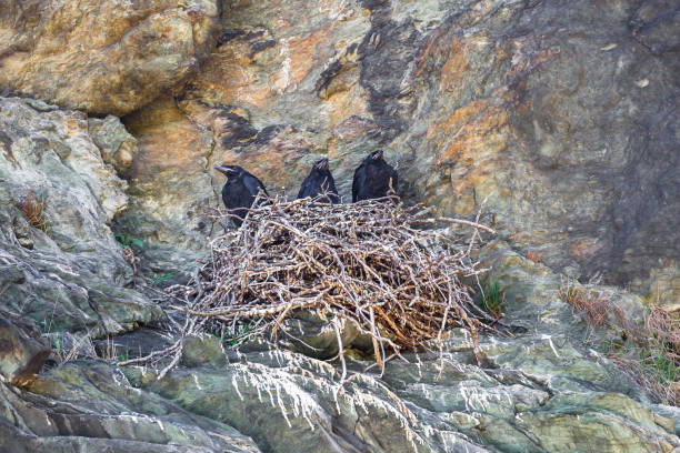 tre giovani corvi comuni (corvus corax) seduti in un nido di bastoni sulla scogliera - crows nest foto e immagini stock