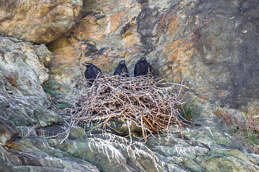 Three young Common Ravens sitting on a stick nest on a ledge on the side of a very steep cliff.  They look to be about ready to fledge the nest and forage on their own.



