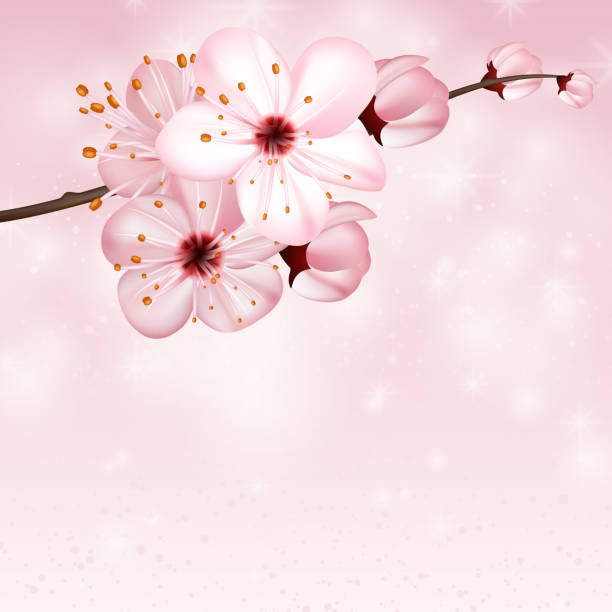 ピンク色の梅の花と春の背景。ベクトル 3 d イラスト。美しい青春の花バナー、ポスター、チラシ。春満開のりんごの木。支店、バラのボケ味を背景に花びらをクローズ アップ。 - wearing flowers illustrations点のイラスト素材／クリップアート素材／マンガ素材／アイコン素材