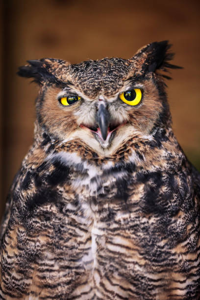 istock Angry owl close up 672132360
