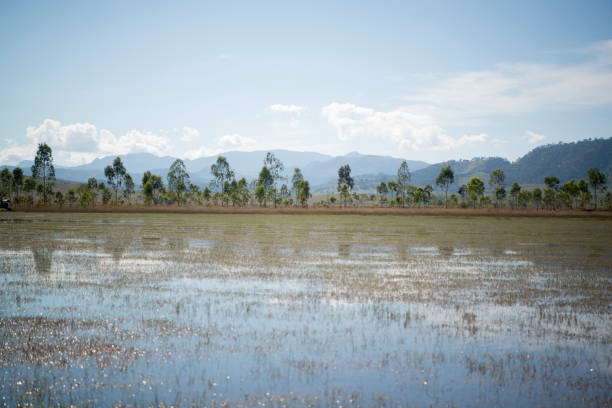 istock LAO PHONSAVAN LANDSCAPE AGRICULTURE 672132398