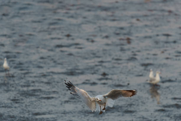 istock Birds flying spread wings at dusk 672132988