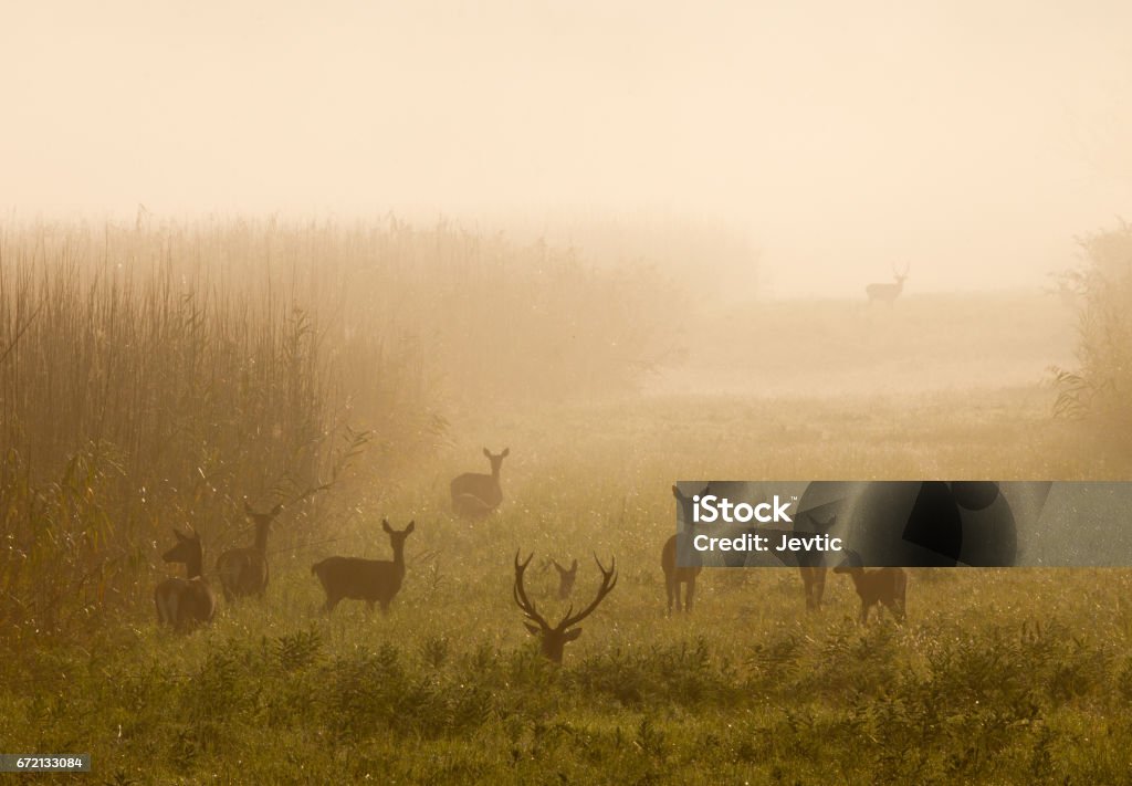 Cervo rosso con gli arti posteriori nella nebbia - Foto stock royalty-free di Caccia - Sport con animali