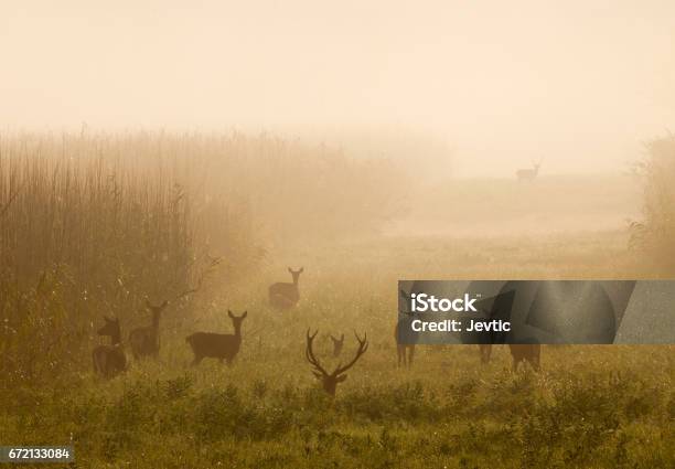 Cervo Rosso Con Gli Arti Posteriori Nella Nebbia - Fotografie stock e altre immagini di Caccia - Sport con animali - Caccia - Sport con animali, Cervo - Cervide, Autunno