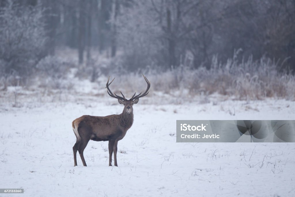 Wild animals feeding on snow Red deer standing on snow with forest in background and looking at camera. Wildlife in winter season Animal Stock Photo