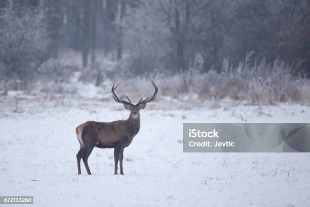 Wild Animals Feeding On Snow Stock Photo - Download Image Now - Animal, Animal Wildlife, Animals In The Wild