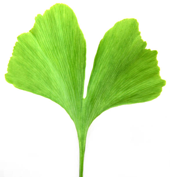 istock ginkgo biloba on white background 672133500